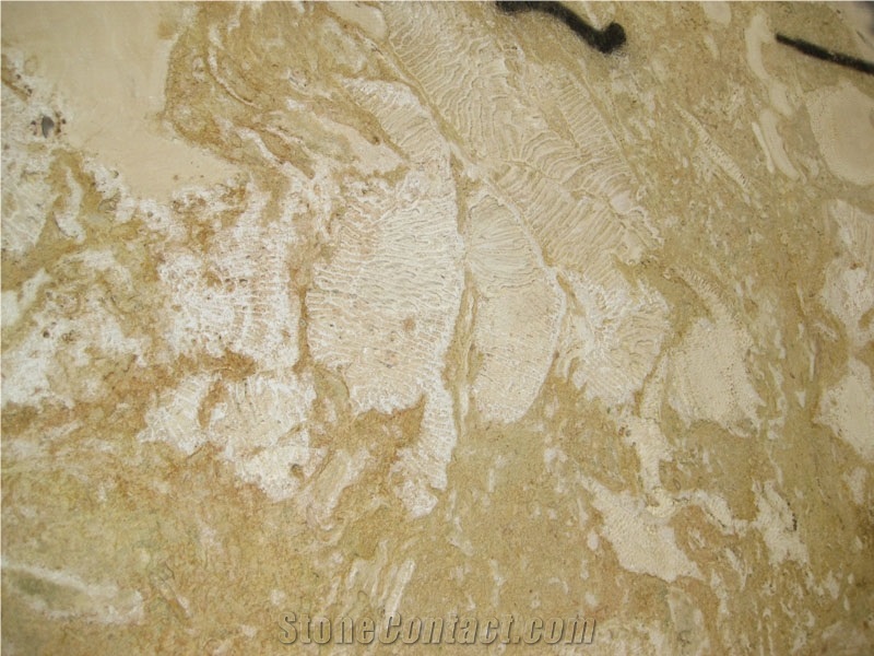 Seashell Stone