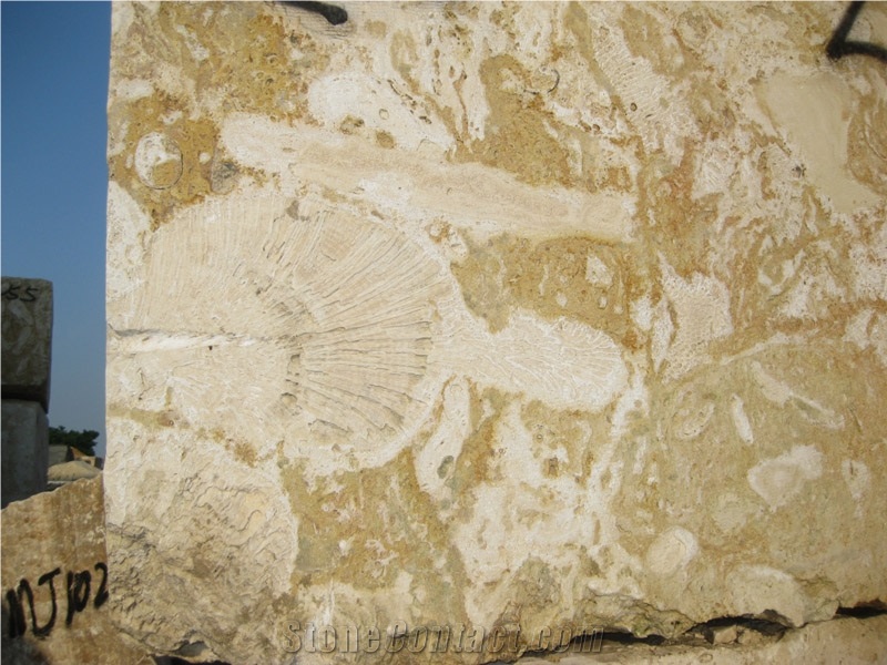 Seashell Stone