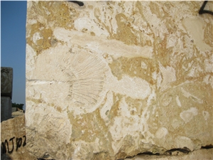 Seashell Stone