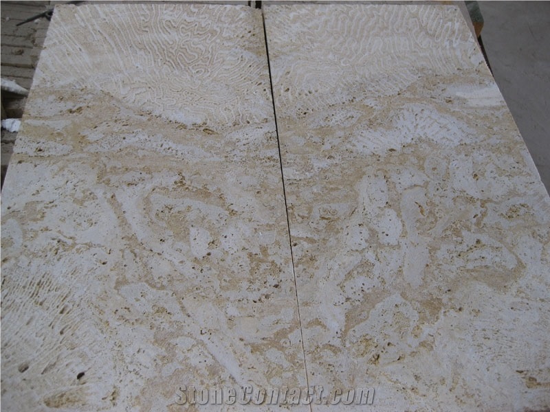 Seashell Stone