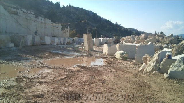 Shells Reef Green Blocks, Syria Green Limestone