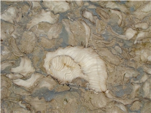 Shells Reef Green, Syria Green Limestone Slabs & Tiles