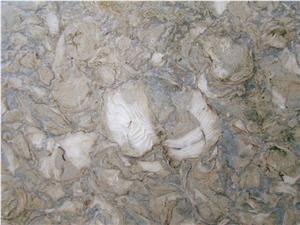 Shells Reef Green, Syria Green Limestone Slabs & Tiles