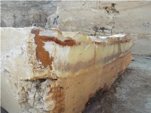 White & Brown Traonyx