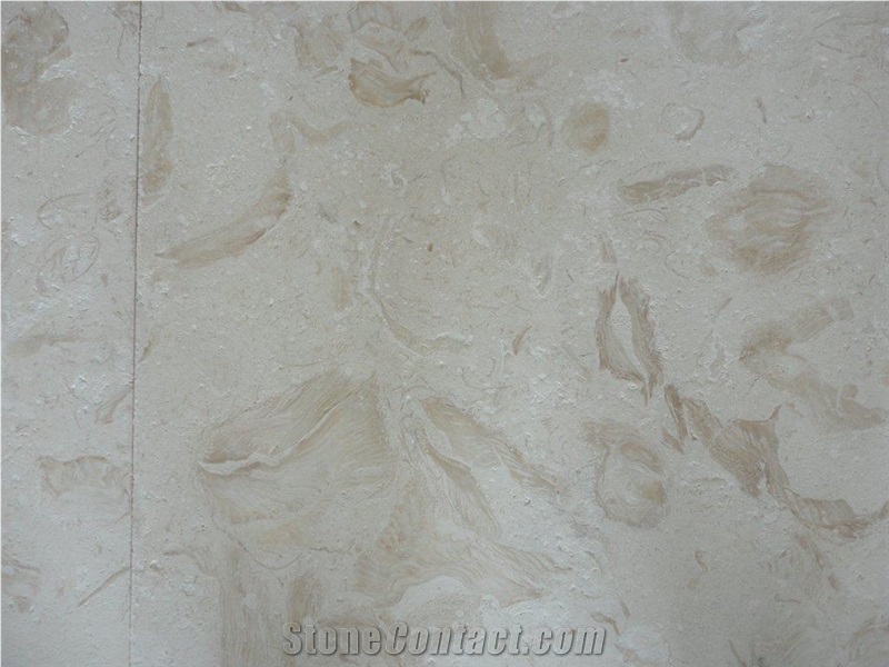 Shells Reef (white), White Limestone Slabs