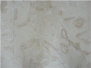 Shells Reef (white), White Limestone Slabs