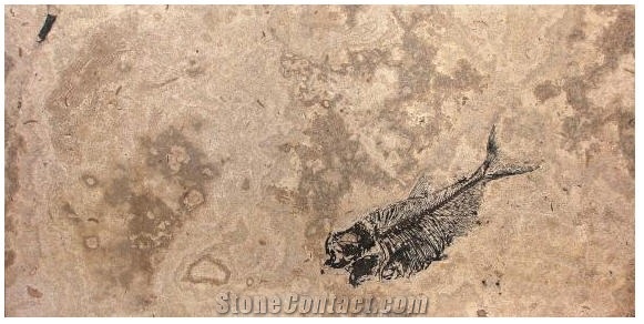 Fossil Stone Coffe Table Tops, Beige Limestone Table Tops