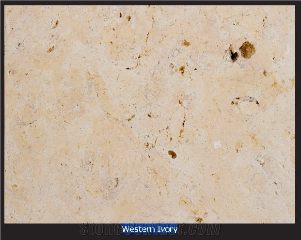 Western Ivory Shell Stone, Texas Shell Stone
