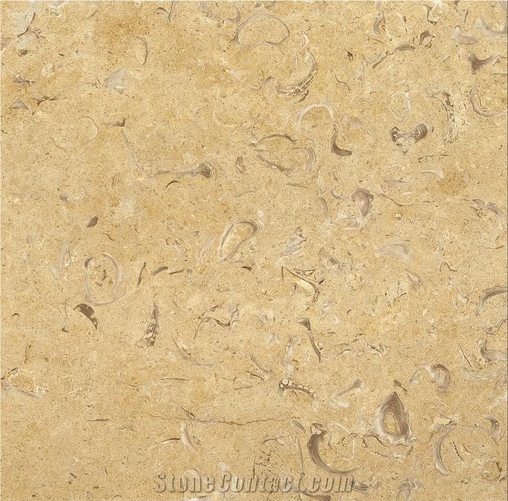 Jerusalem Stone Shell A54 Limestone Tiles,Slabs