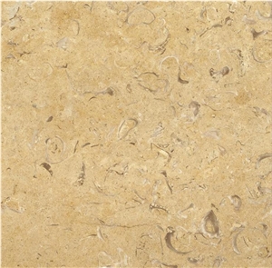 Jerusalem Stone Shell A54 Limestone Tiles,Slabs
