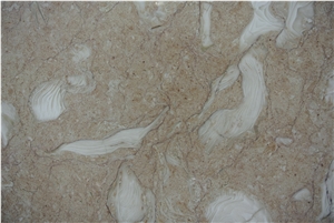 Art Fossil Limestone, Shellstone, Turkey Shelly Beige Limestone Slabs