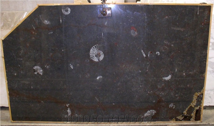Etruscan Black, Fossil Black Slabs, Moroccan Fossile Black Limestone Slabs