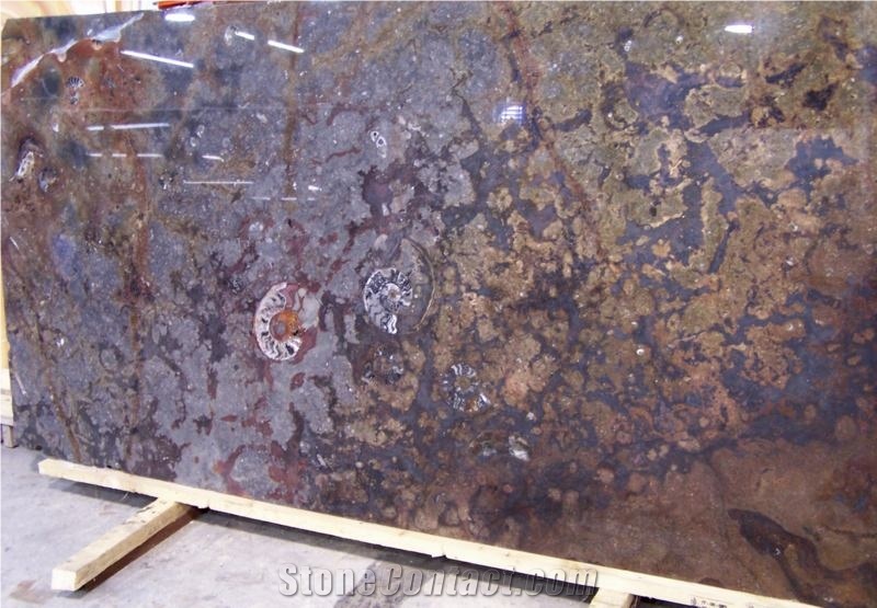Fossil Etruscan Slabs, Fossile Brown Limestone Slabs