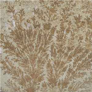 Fossil Tile, Fossil Sandstone
