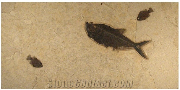 Fossil Fish Stone Coffee Table Top, Beige Limestone Table Tops