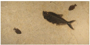 Fossil Fish Stone Coffee Table Top, Beige Limestone Table Tops