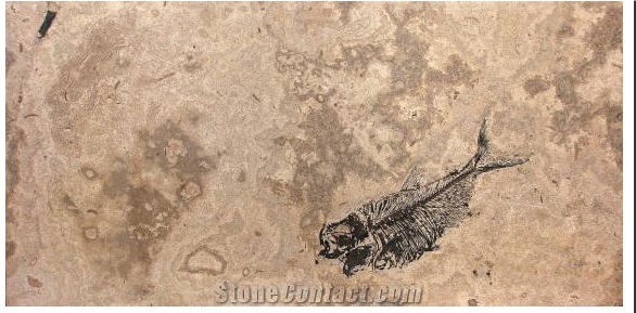 Fossil Fish Stone Coffee Table Top, Beige Limestone Table Tops