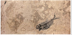 Fossil Fish Stone Coffee Table Top, Beige Limestone Table Tops