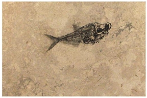 Fossil Lake Collection Honed Tiles, United States Beige Limestone