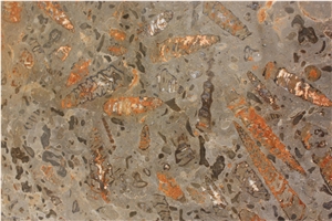 Fossil Grey Limestone Slabs & Tiles, Spain Grey Limestone Fossil Grey Limestone Slabs & Tiles, Spain Grey Limestone
