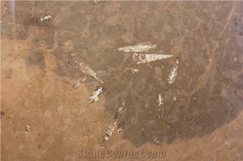 Fossil Grey Limestone Slabs & Tiles, Spain Grey Limestone