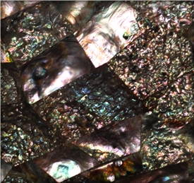 Paua Dream Mother Of Pearl Shell Tiles