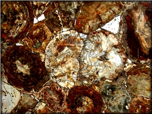 Petrified Wood Classic GT