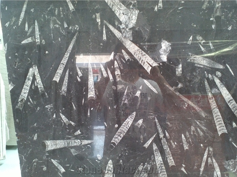 Fossil Black Limestone Slabs & Tiles, Morocco Black Limestone