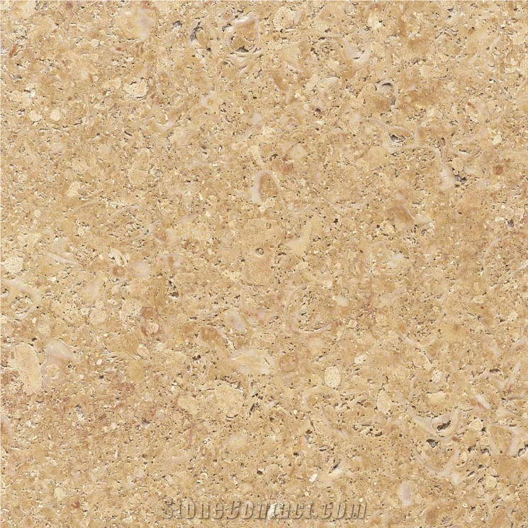 Golden Shell Sandstone, Arenisca Fossil Yellow