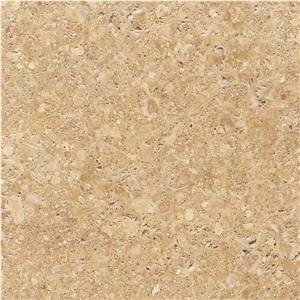 Golden Shell Sandstone, Arenisca Fossil Yellow Golden Shell Sandstone, Arenisca Fossil Yellow