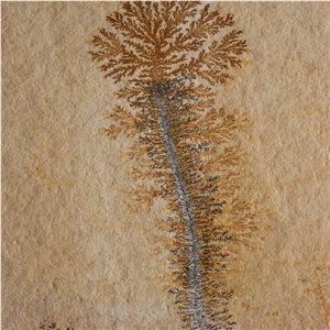 Solnhofen Stone Fossilstone, Limestone Slabs