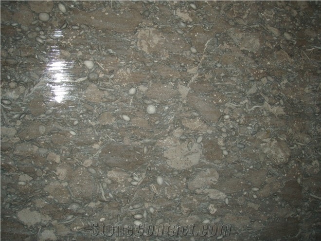 Ocean Fossil Marble Slabs & Tiles, Green Polished Marble Flooring Tiles, Walling Tiles
