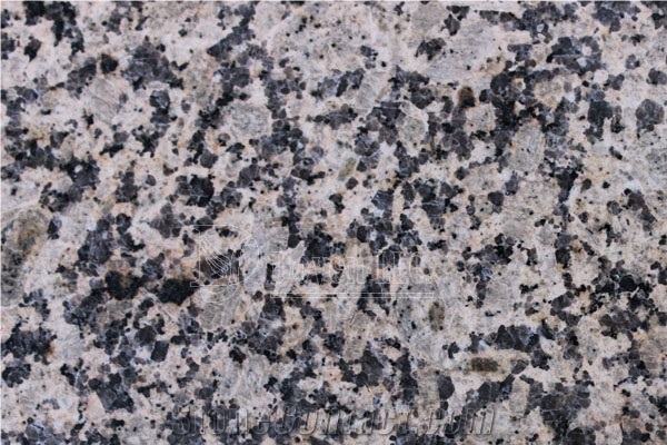 China Chrysanthemum Yellow Polished Granite Slabs