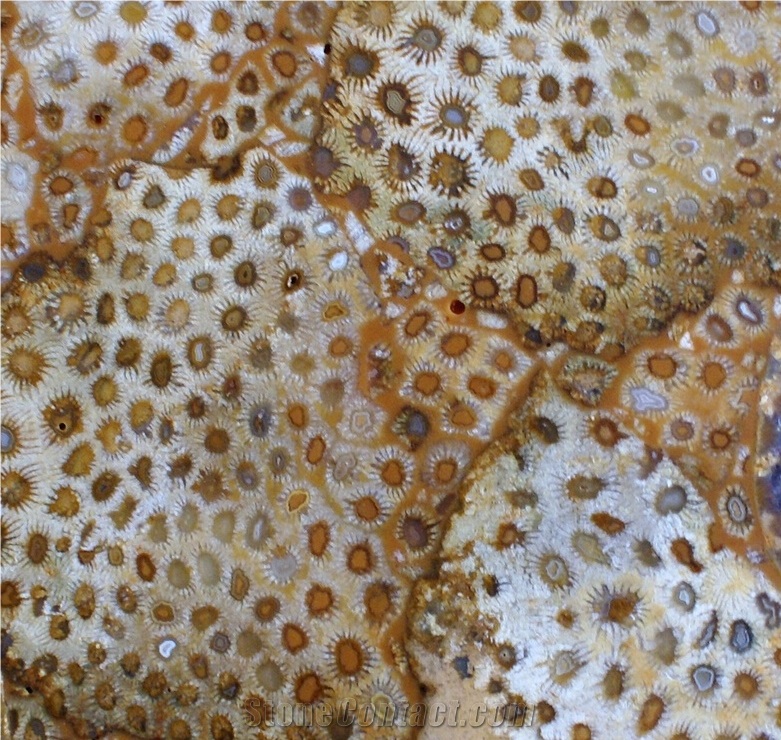 Translucent Chrysanthemum Fossil Semiprecious Stone Slab, Yellow Colored