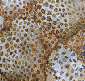 Translucent Chrysanthemum Fossil Semiprecious Stone Slab, Yellow Colored