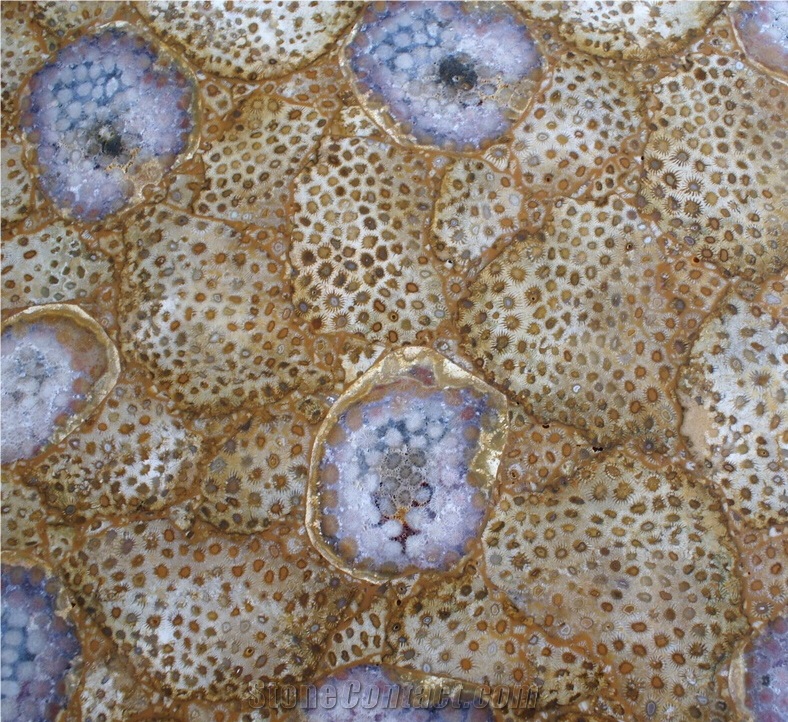 Translucent Chrysanthemum Fossil Semiprecious Stone Slab, Yellow Colored