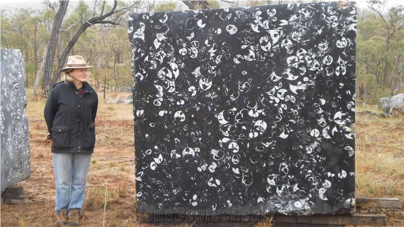 Calacatta Crystal Marble and Black Fossil Marble Blocks