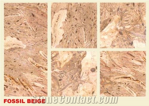 Fossil Beige Marble Tile & Stairs, Pakistan Beige Marble