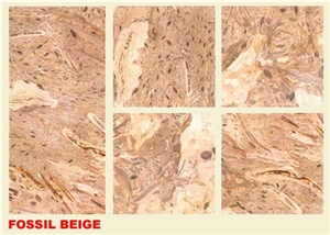 Fossil Beige Marble Tile & Stairs, Pakistan Beige Marble