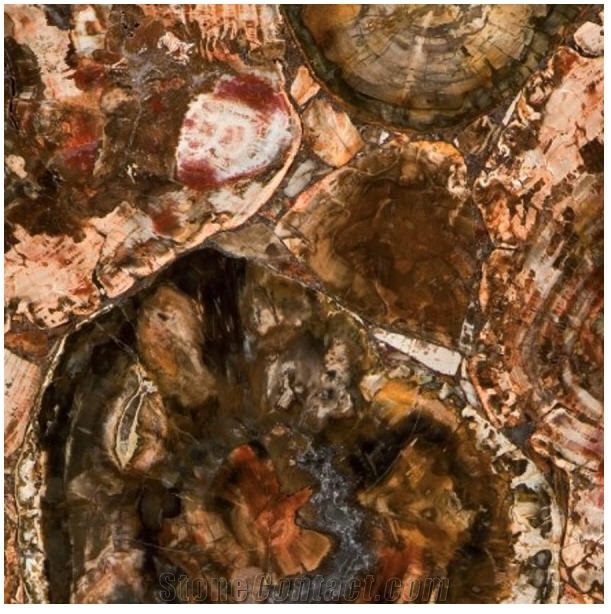 Petrified Wood Semiprecious Stone