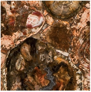Petrified Wood Semiprecious Stone
