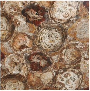 Petrified Wood Semiprecious Stone