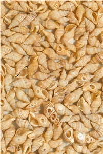Sunshine Cream Screw Shell Artificial Stone Slab