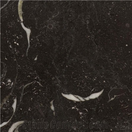 Kilkenny Black Fossil Limestone