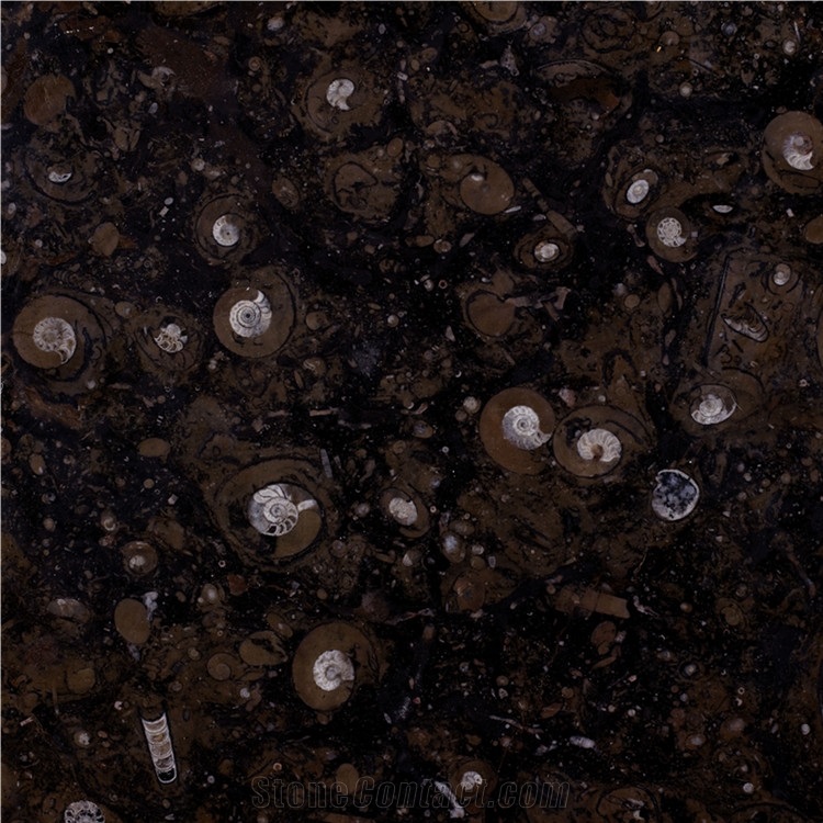 Black Fossil Limestone Slabs, Tiles