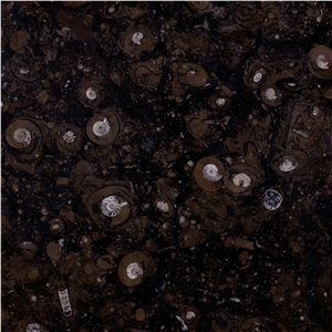 Black Fossil Limestone Slabs, Tiles