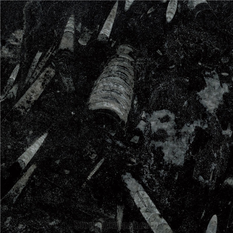Fossil Black Limestone