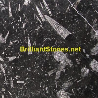 Morocco Black Fossil Marble Slabs & Tiles