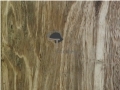Petrified Wood Light Tiles