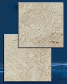 Abalone Reef Shells Reef Tiles, Abalone Reef Shellstone Limestone